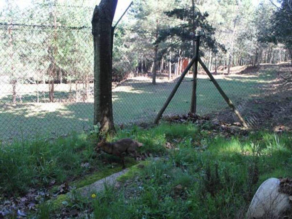 Parque Biologico De Vinhais Luaran gambar