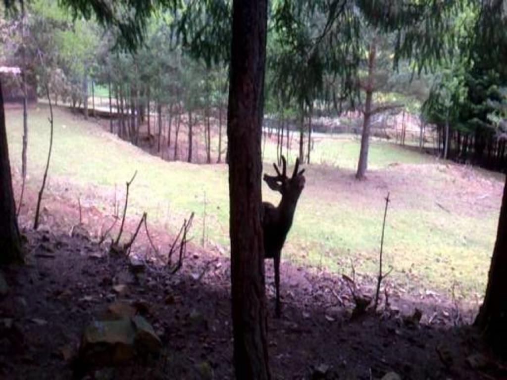 Parque Biologico De Vinhais Luaran gambar